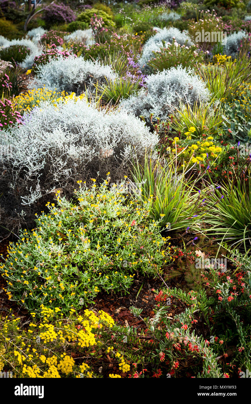 Bunten Garten Betten von Wildblumen Kings Park Perth Stockfoto