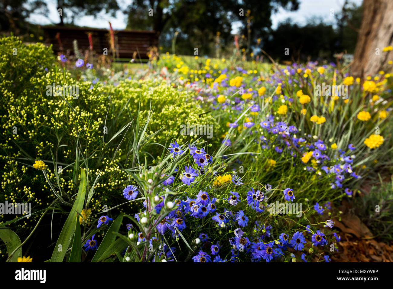 Wildblumen in Botanischen Gärten Kings Park. Stockfoto
