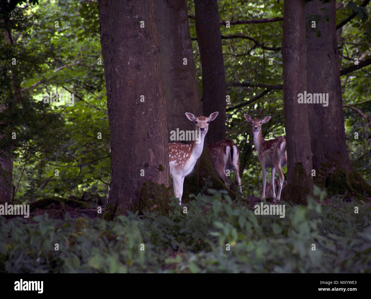 Dyrham Park - National Trust UK Stockfoto