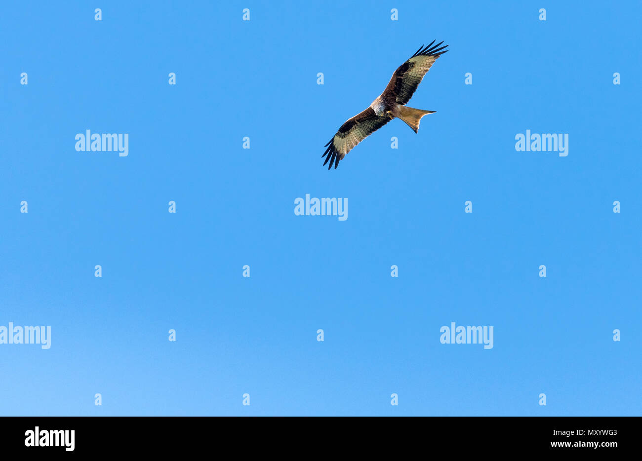 Red Kite fliegen in blauer Himmel Stockfoto