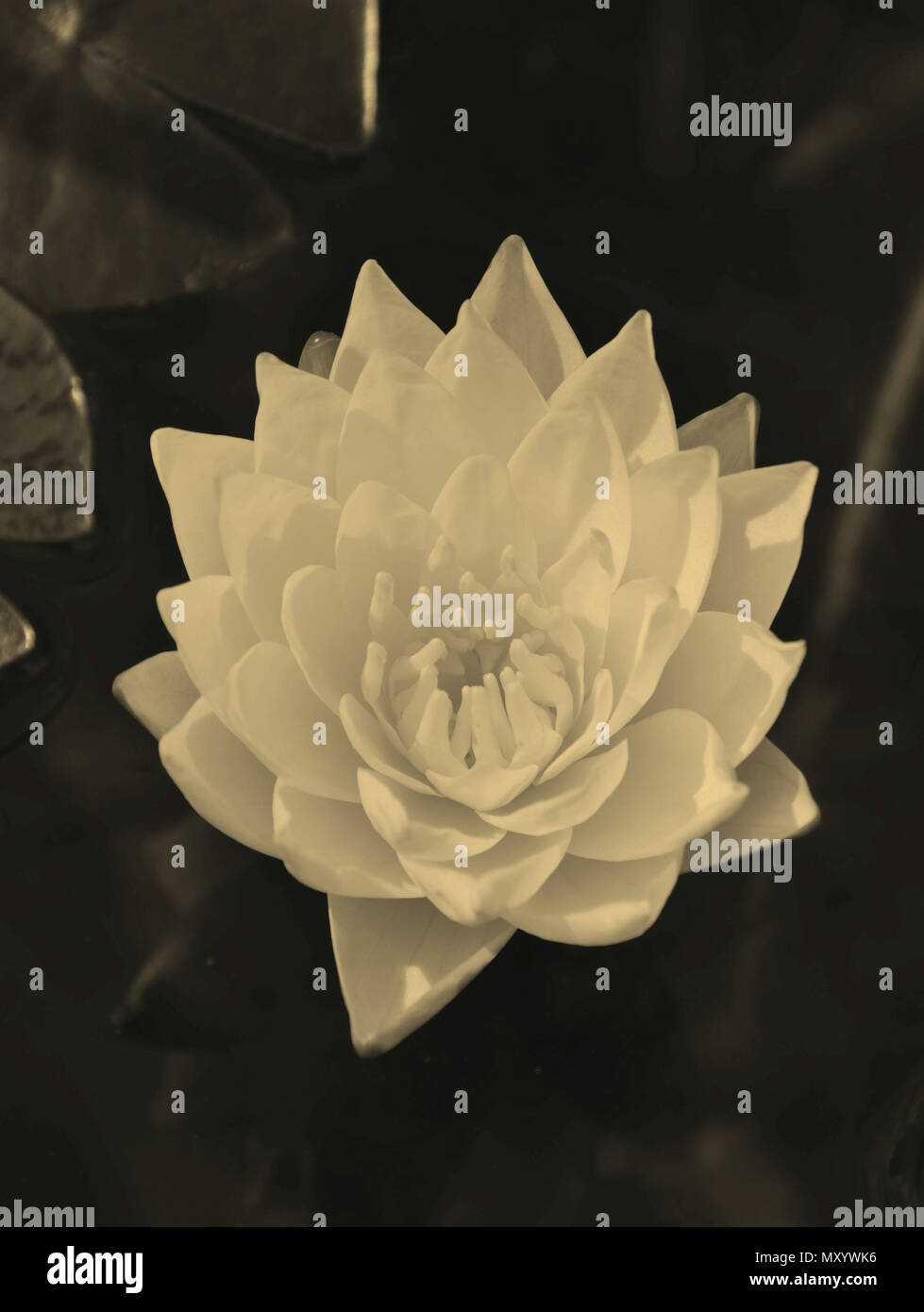 Seerose mit Sepia Effekt als ein Zeichen von Verlust, Trauer und Einsamkeit Stockfoto