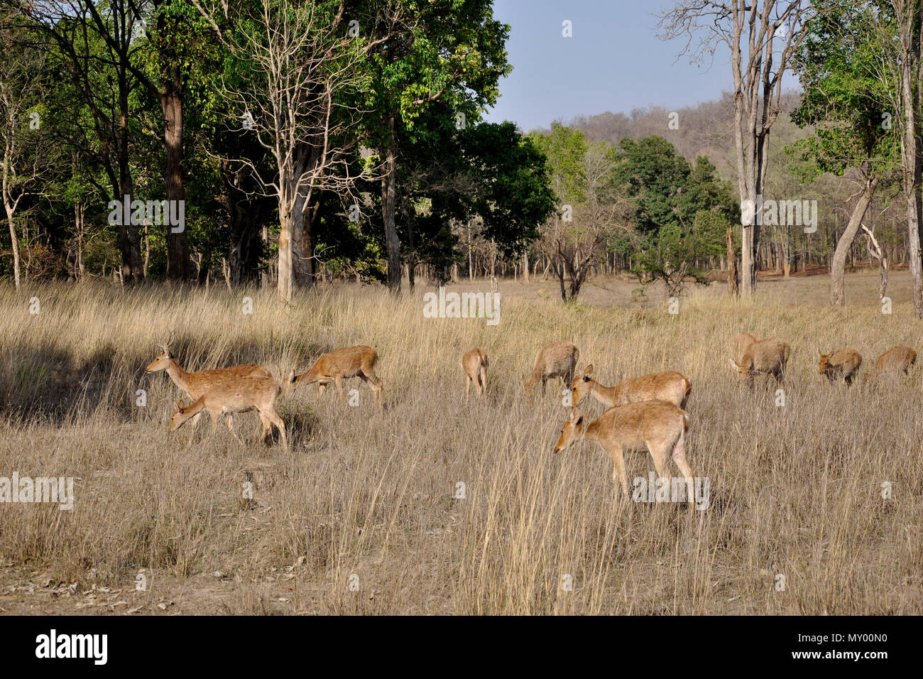 Indien, Orissa, Kanha National Park Stockfoto