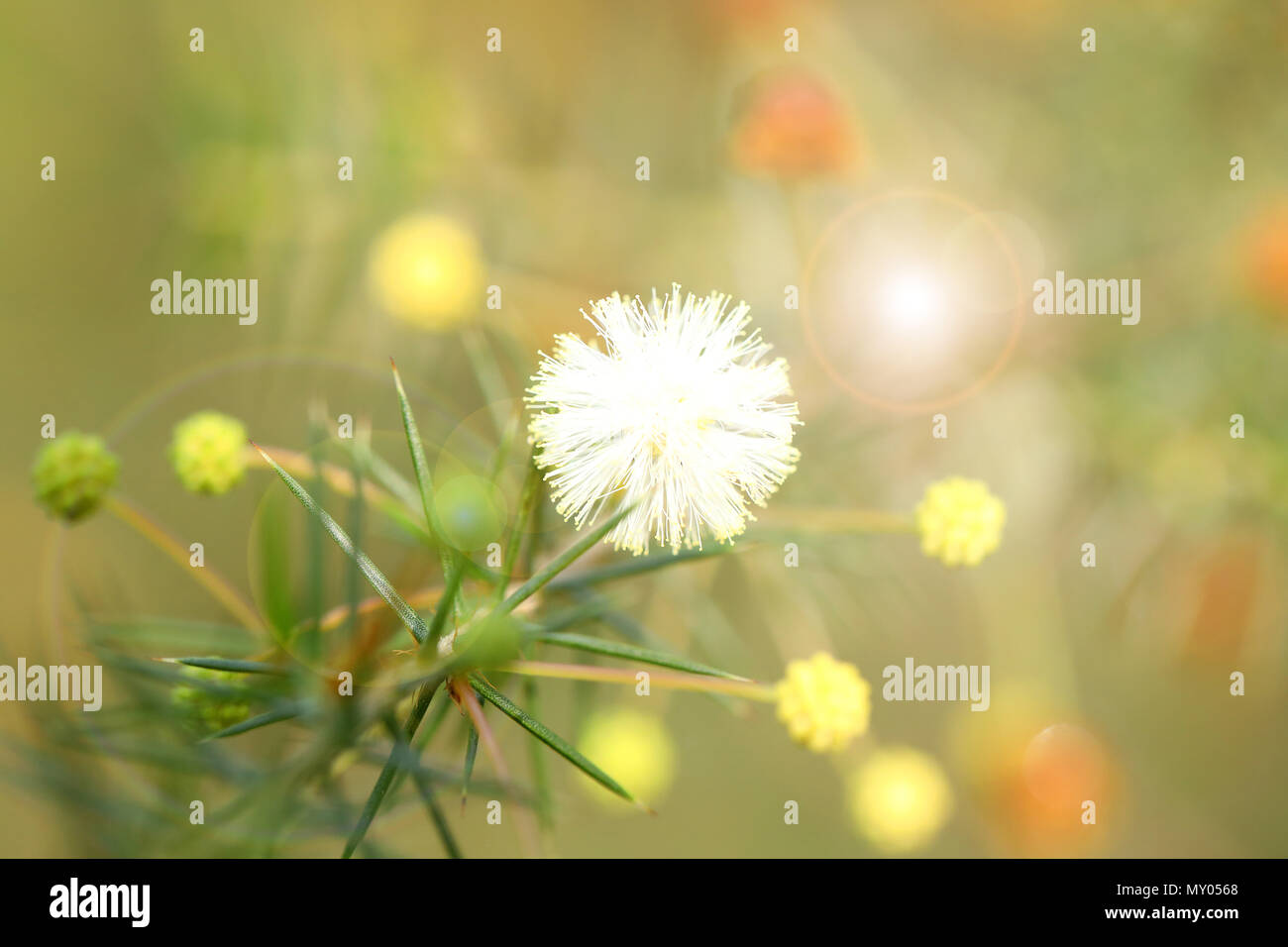 Wunderschönes kleines Büschel der niedlichen natürlichen Wildblumen in voller Blüte. Zerbrechlich, süß und ziemlich Ball der Farbe Natur und unberührte. fairy Wunderland oder Traum Stockfoto