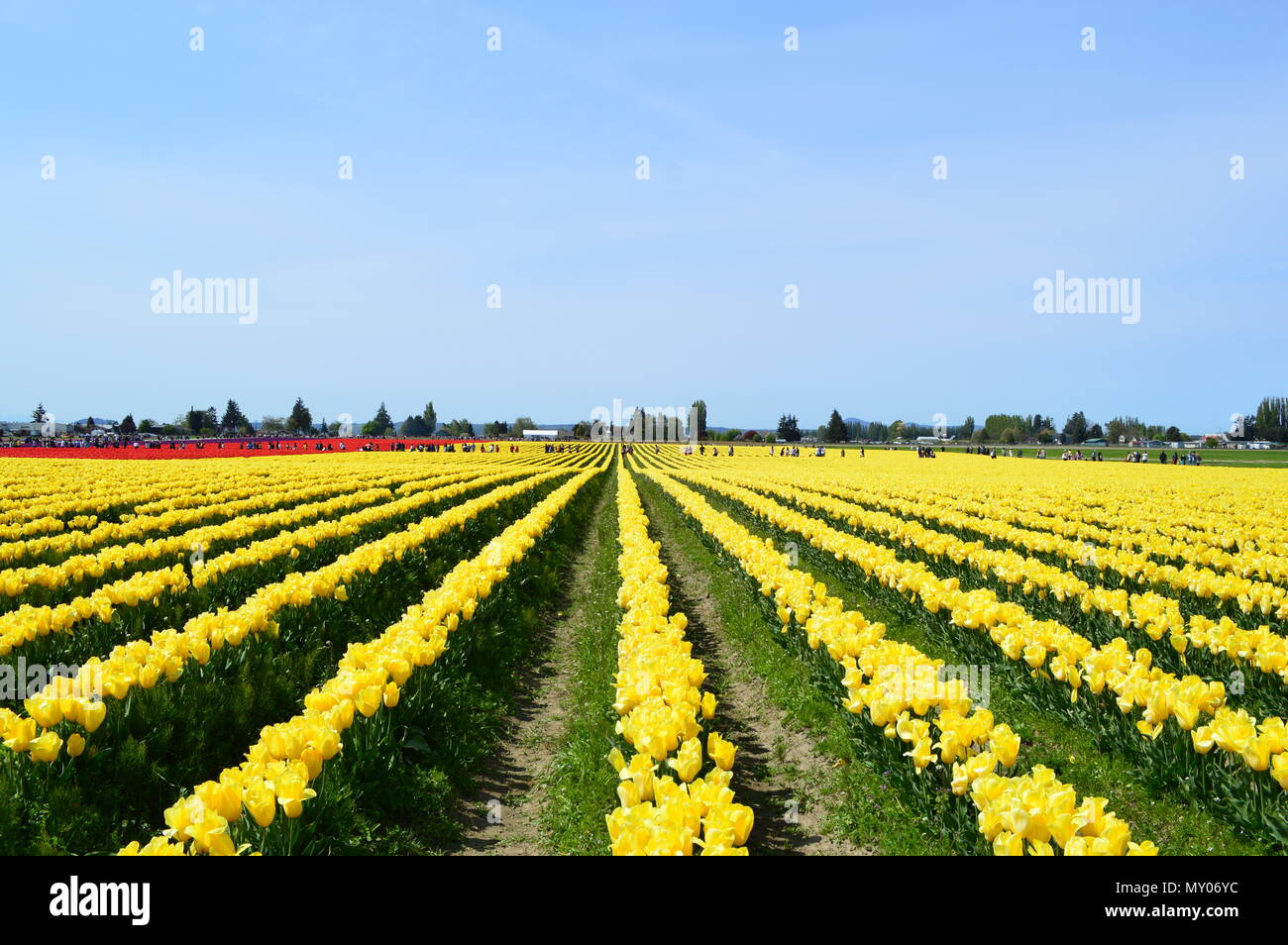Skagit Valley Tulpenfeld Stockfoto