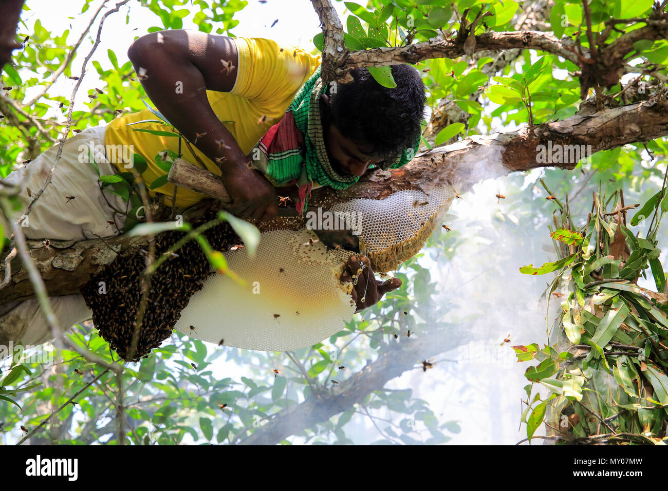 Der traditionelle Honig Sammlung in Sundarbans. Satkhira, Bangladesch Stockfoto