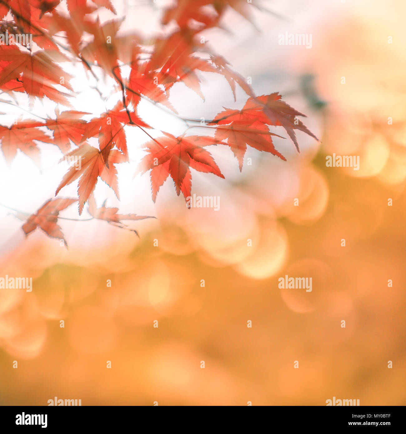 Blätter im Herbst mit Sonnenstrahlen, sehr flachen Fokus Stockfoto