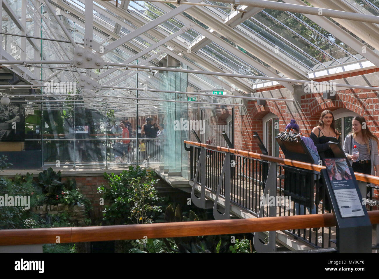 Besucher in der tropischen Zone des tropischen Schlucht in Botanischen Gärten Belfast Northern Irealnd. l Stockfoto