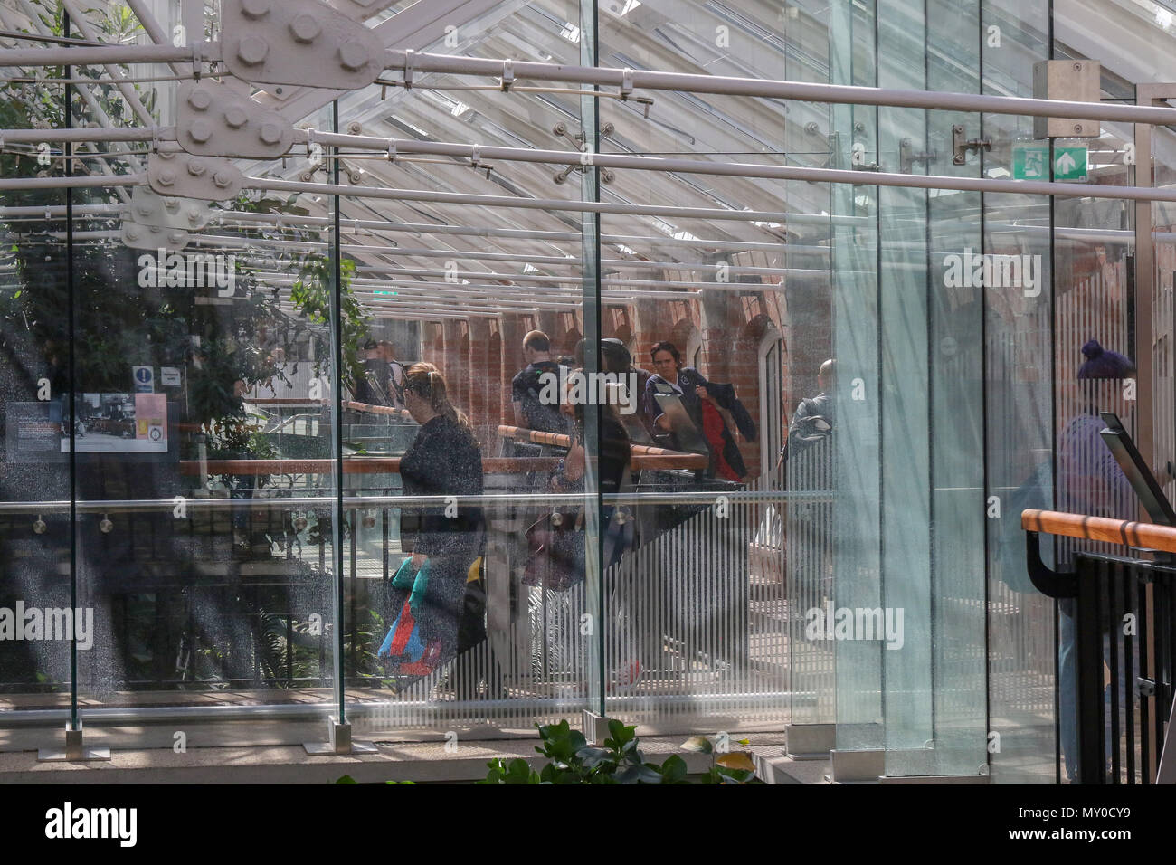 Besucher und Informationstafeln im tropischen Schlucht, die renovierten tropische Schlucht ist an botanischen Gärten, Belfast, Nordirland. Stockfoto
