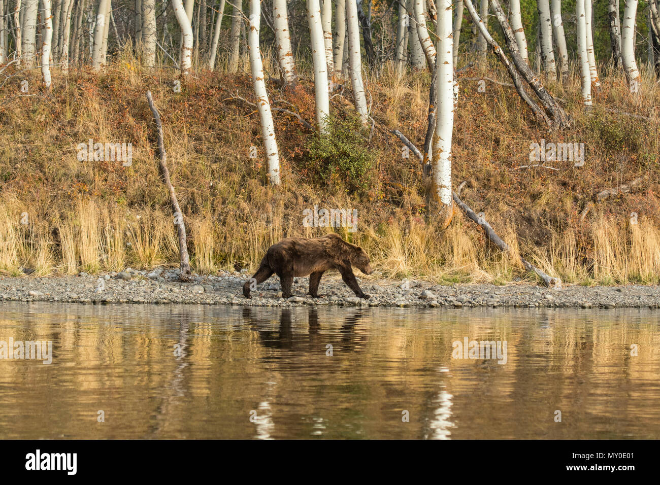 Grizzly Bear (Ursus arctos) Jagd Laichen Lachs. Chilcotin Wildnis, British Columbia, BC, Kanada Stockfoto