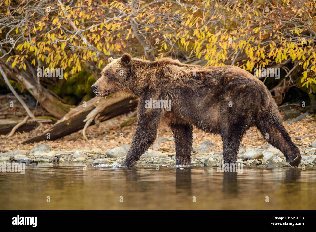 Grizzly Bear (Ursus arctos) Jagd Laichen Lachs. Chilcotin Wildnis, British Columbia, BC, Kanada Stockfoto