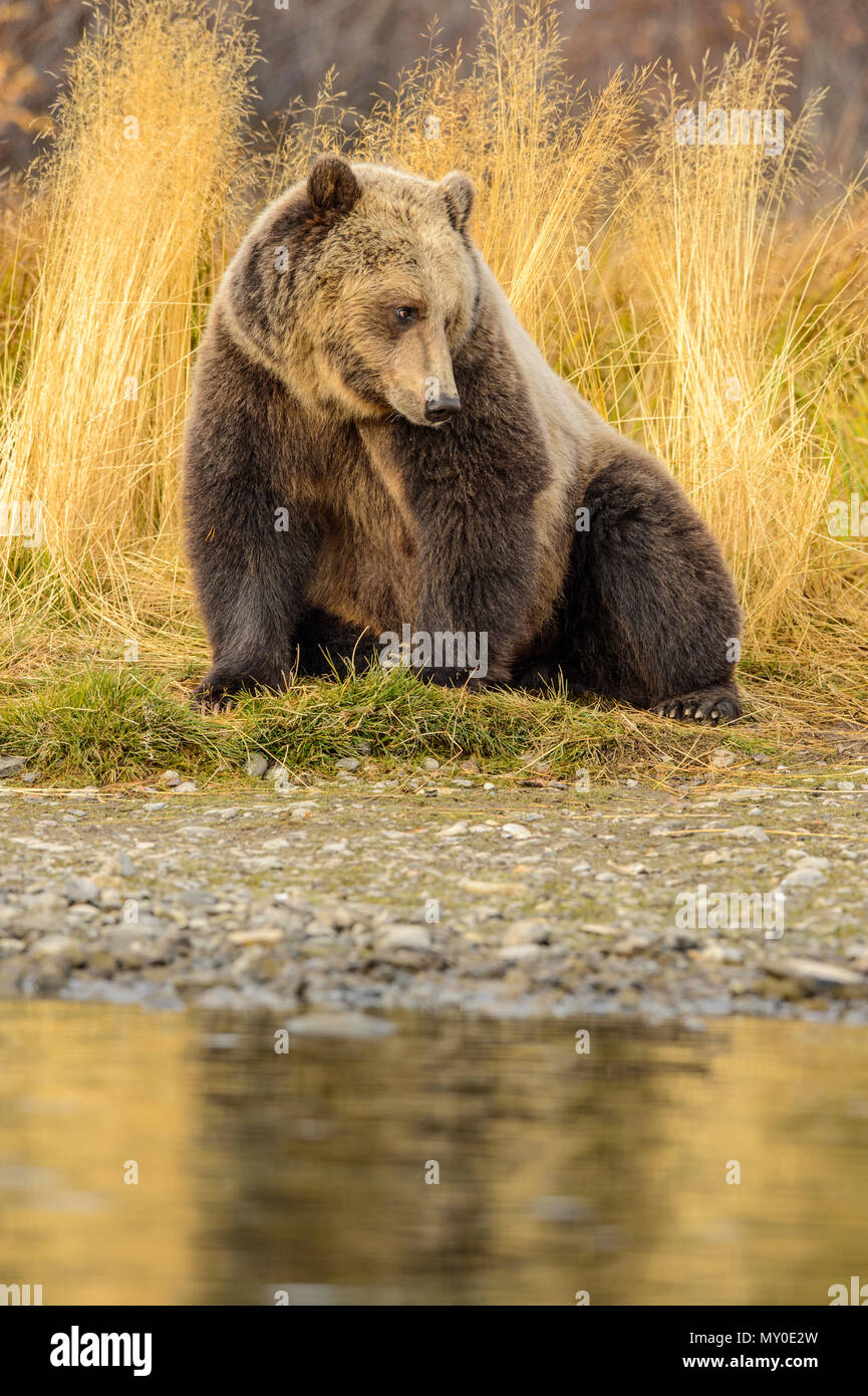 Grizzly Bear (Ursus arctos) Jagd Laichen Lachs. Chilcotin Wildnis, British Columbia, BC, Kanada Stockfoto