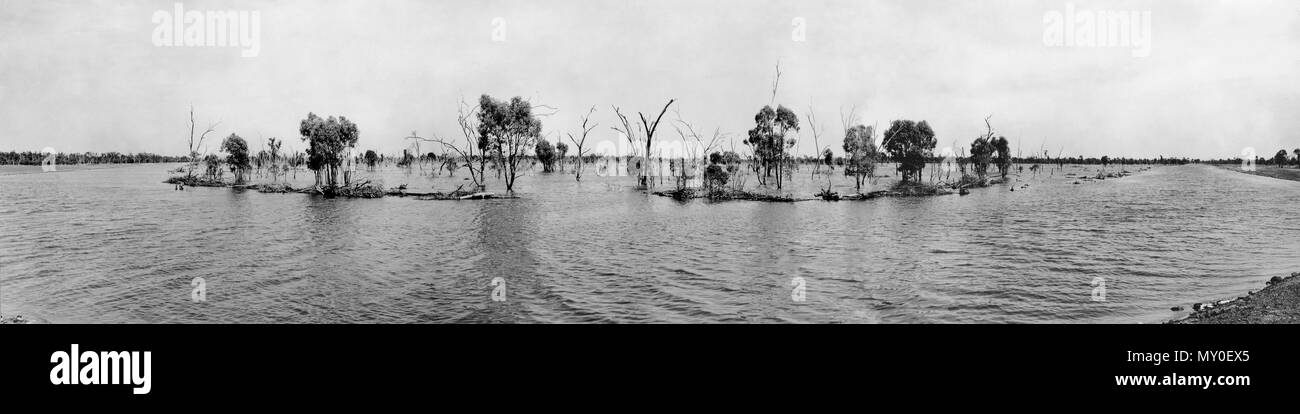 Schwanensee (Man-made) an Bullamon Plains - Ballone, Dezember 1954. Bullamon Plains ist ein Gehöft auf der Moonie River, ca. 40 km. nördlich von Mungindi und 430 km westlich von Brisbane. Stockfoto