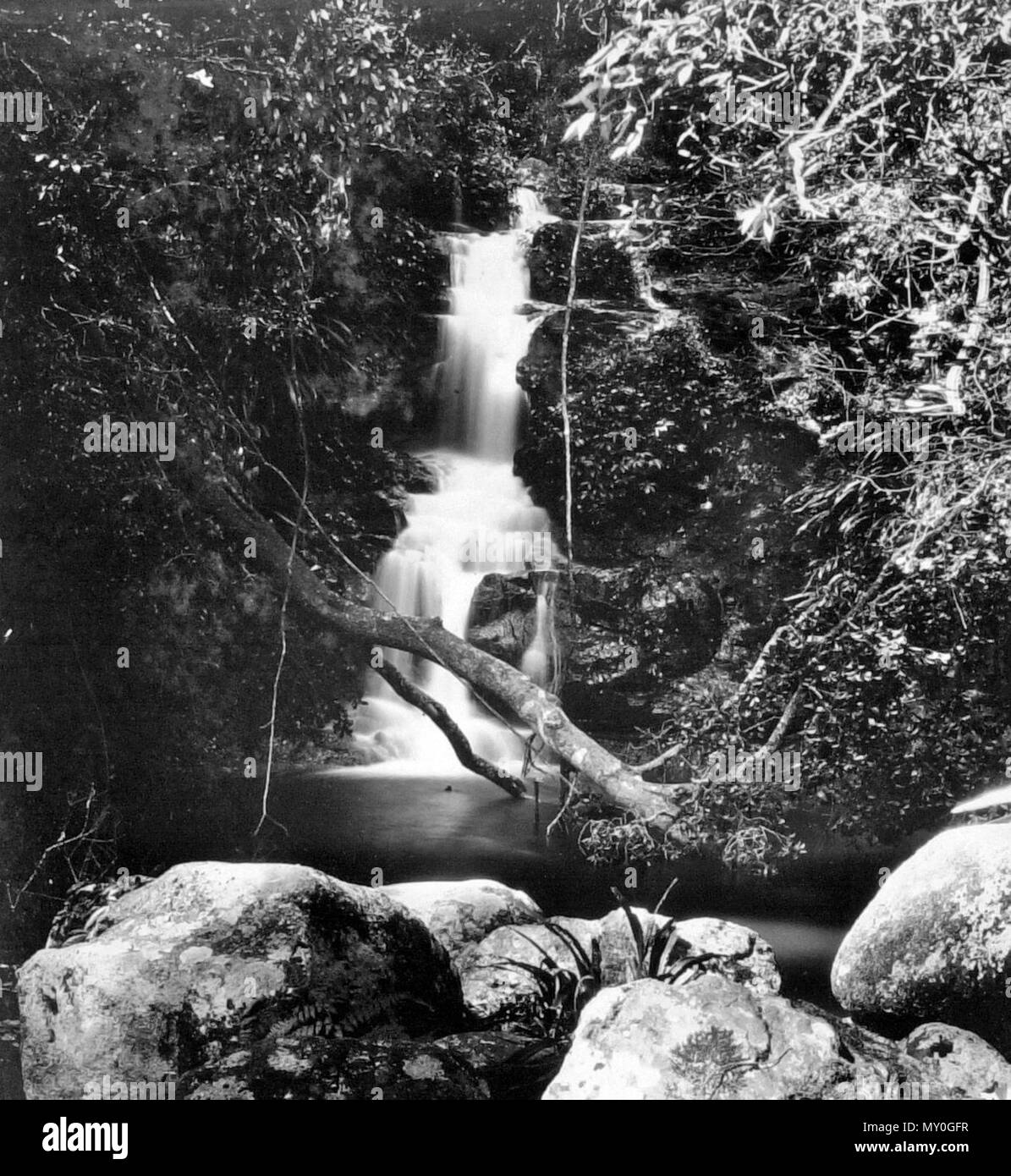 Yalnungala fällt, Canungra-schlucht (West Branch), Lamington National Park, Beaudesert. Forelle befreit in der Canungra-schlucht 38727404?Suchbegriff=Canungra-schlucht &Amp; searchLimits=l-state=Queensland) Ein weiterer Versuch unternommen wird, strout in Queensland frisches Wasser zu gewöhnen. In den jährlichen Berichten der Häfen und der Marine Abteilung, der dem Parlament gestern präsentiert wurde, Chief Inspector der Fischerei sagt, dass ein Bewohner von Tamborine Mountain vor kurzem eine Lieferung von Forellen provured Eizellen von Victoria entfernt. Er anschließend eine Schraffur von ungefähr 10.000 Braten in einer Brüterei etabliert Stockfoto