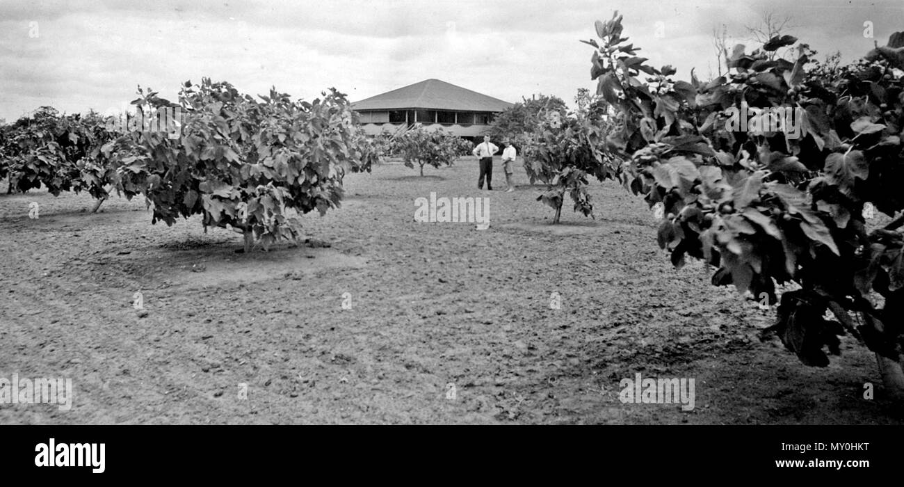 Abb. Züchter Orchard Sunnybank, 1937. Die Brisbane Courier 30 August 1930 SUNNYBANK - Obst- und Gemüseanbau 21565388) Sunnybank und liegt etwa 10 Meilen von Brisbane, entlang der Bahnstrecke in Southport, verfügt über eine Vielzahl von Böden und ist bekannt für seine Produktion von tropischen Früchten - vor allem Pawpaws - und für die Gartenarbeit. Obwohl der Bezirk wurde bereits vor vielen Jahren geklärt, wenn Brisbane in den Kinderschuhen steckte, ein wenig bis zu 20 Jahren in der Art und Weise der umfassenden Entwicklung getan worden war. Seitdem jedoch, Sunnybank hat sich zu einem der am besten entwickelten und produktivsten Stockfoto