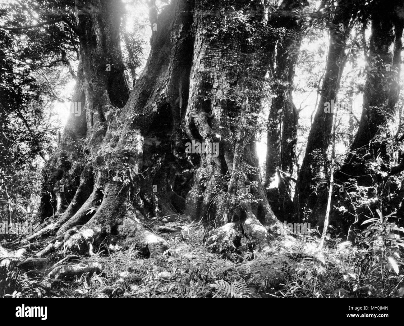 Der Antarktis Buche, Lamington National Park, Beaudesert Shire, September. Antarktis BAUM IN QUEENSLAND. 41496864? Suchbegriff = antarctic Beech Tree&amp; searchLimits=l-state=Queensland) eine Neugier in Queensland Wald Bäume ist angeblich ein Relikt aus archaischen Zeit, wenn dieser Zustand aus der Eiszeit. Es ist ein Baum, bekannt als der Antarktis Buche, und es ist bemerkenswert, dass es wächst nur in Queensland und Tierra del Fuego - die extreme Hitze und Kälte. Es leitet seinen Namen von der Tatsache, dass die mawson und anderen Antarktischen Expeditionen Fossilien von diesem Baum inmitten der Blizzard gefunden - Stockfoto