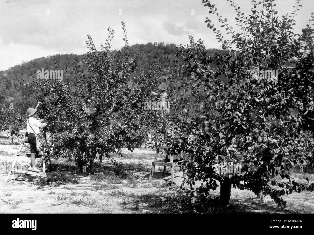 Kommissionierung Black Diamond Pflaumen, Ballandean, c 1900. Die Brisbane Courier 28 Februar 1913 Erfolgreiche kalten Lagerung von Obst. 19874969) Herr Ross (Ausbilder im Obstanbau) hat n Bericht an das "Ministerium für Landwirtschaft über ein erfolgreiches Experiment der kalten Lagerung von Steinobst eingerichtet. Am 10. Januar ein Fall von Mangos, einem Fall von Black Diamond Pflaumen und Pfirsiche aero in den Kühlhäusern, Foster, die Früchte werden dann ziemlich reif. Nach sechs Wochen in tho Kühlhäusern tho Fälle geöffnet und die Früchte sind in jedem Fall wurde festgestellt, in sehr gutem Zustand zu sein - fest, und Stockfoto