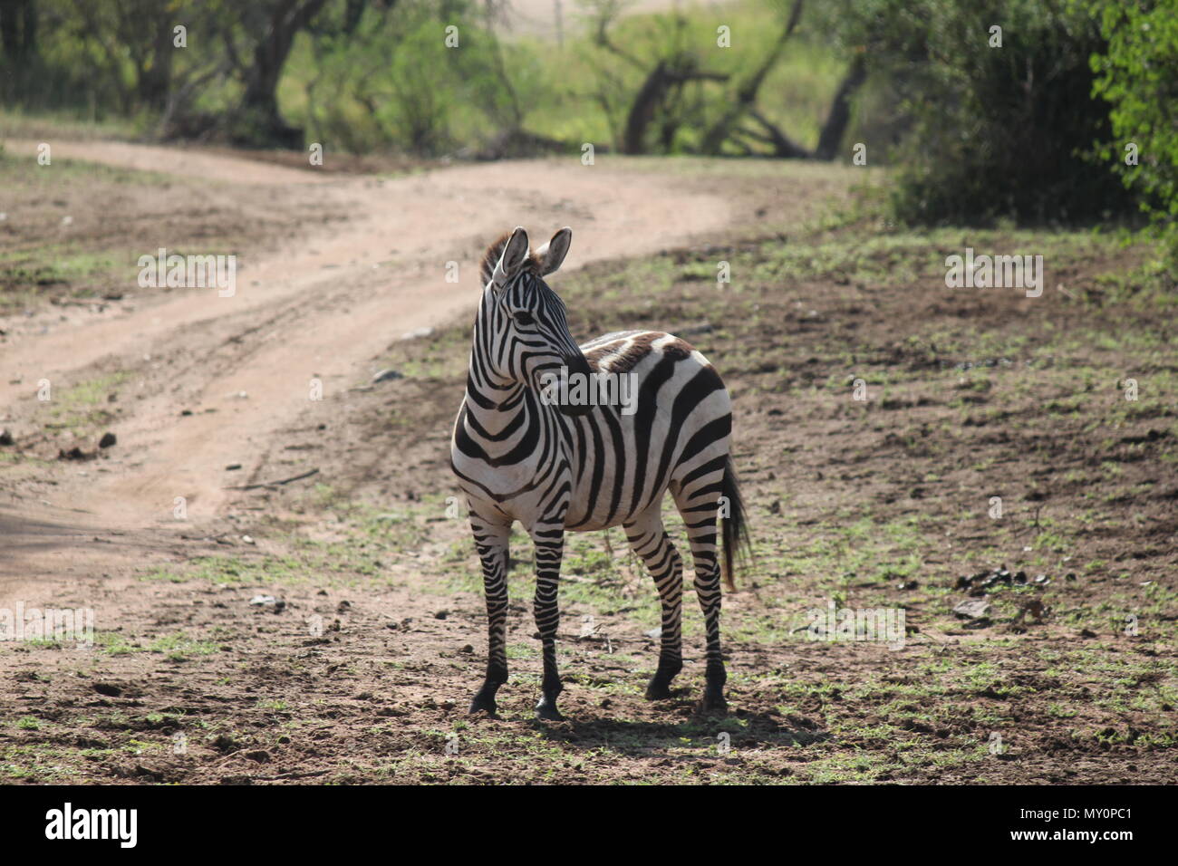 Wilde Tiere in die Serengeti, wilde Elefanten, Wild, Wild Zebra Jaguar. Stockfoto