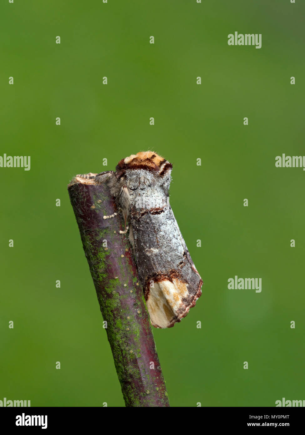 Buff-tipp Motte Phalera bucephala ruhen Stockfoto