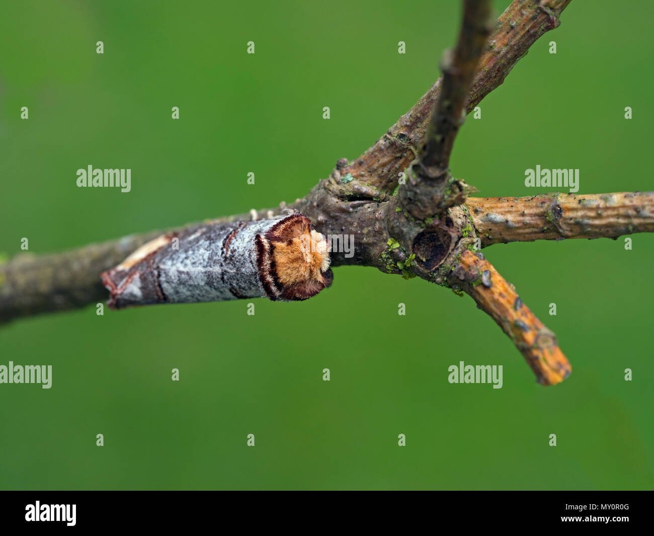 Buff-tipp Motte Phalera bucephala ruhen Stockfoto
