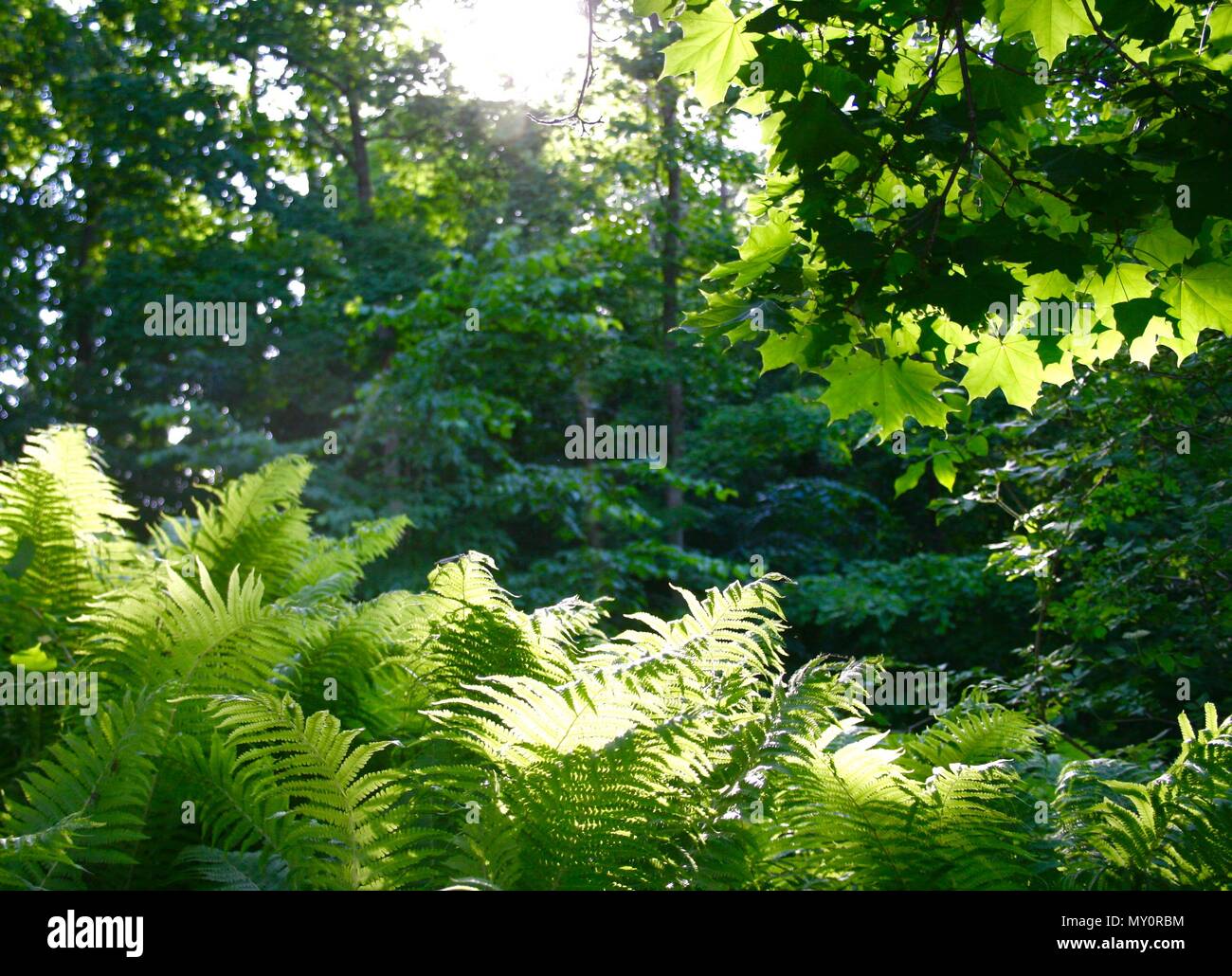 Grüne Blätter auf dem grünen Hintergrund mit Farnen, Ahorn und verschiedenen Bäumen beleuchtet durch Sonnenlicht Stockfoto