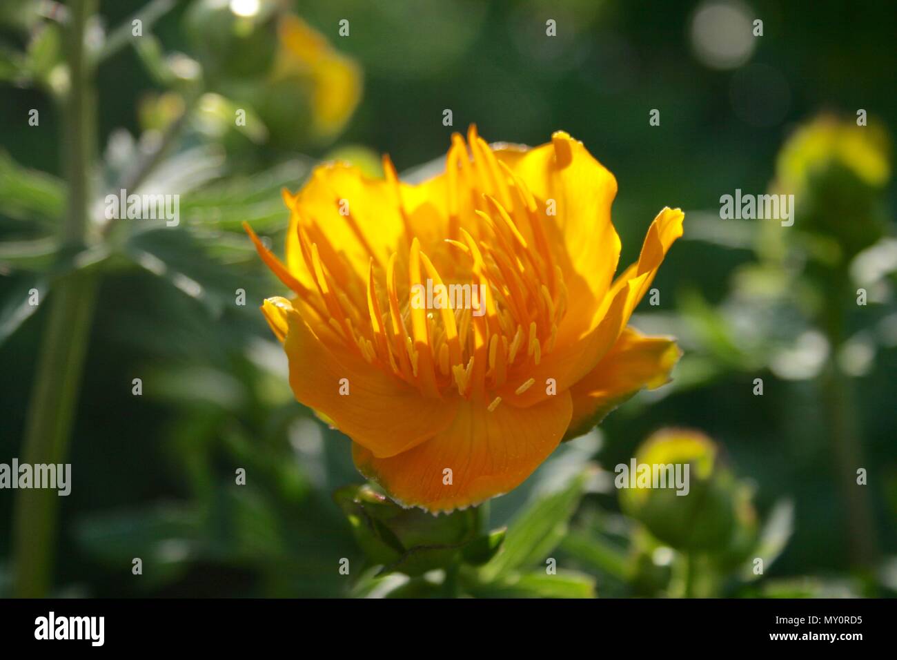 Schöne orange gelb trollius chinensis, golden Queen, Globus Blume in einer späten Frühling, Sommer Garten beleuchtet durch das Sonnenlicht, Nahaufnahme Stockfoto