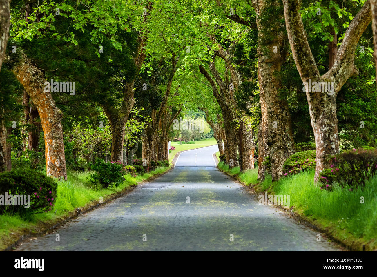 Brick Road durch schönen Wald in der Nähe von Furnas Lake auf Sao Miguel, Azoren, Portugal Stockfoto