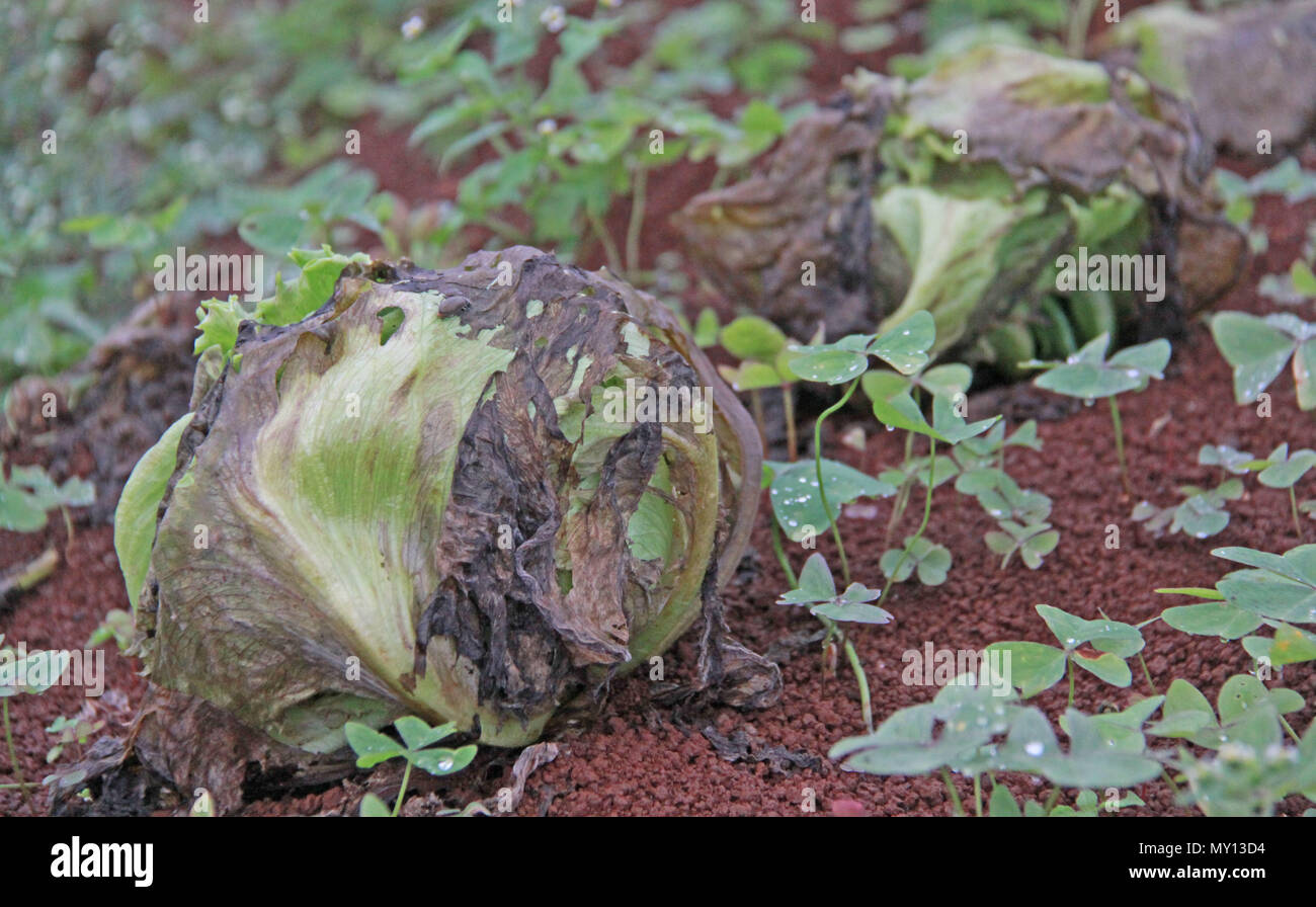 CAMPO MOURÃO, PR - 05.06.2018: DE PRODUTORES HORTALIÇAS CONTAM PREJUÍZOS - Aufgrund des Fehlens von Lkws, in der vergangenen Woche vorerst gestoppt&#39; sck drivdrivers&#Streik, ers ers ampo Mourão, im Südosten der Region oon von Paraná, waren nicht in der Lage, Produktion und Teil der Salat und andere Gemüsearten verrottete auf die Eigenschaften zu entziehen. Die Produzenten für die Verluste, die durch den Stillstand verursacht. Auf dem Foto, Salat Plantage verwöhnt in ländlichen Anwesen. (Foto: dirceu Portugal/Fotoarena) Stockfoto