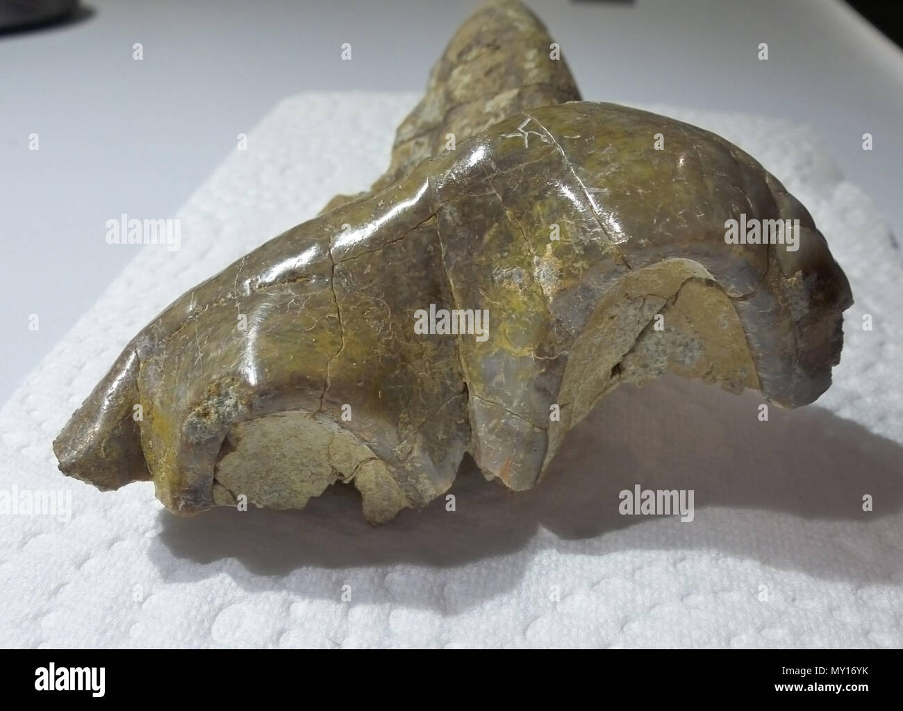 Eingereicht - Undatiert: Bild mit der molaren - von der einzelnen Fragmente rekonstruiert - eines primitiven Elefant Millionen Jahre alt sind. Dieser Elefant, von dem aus die Erkenntnisse aus der Region Vorarlberg in Österreich stammen, wird gedacht, mehr als 15 Millionen Jahren gelebt zu haben, als ein subtropisches Klima noch in der Region regierte. Foto: Erich Riedisser-Wegner/-/dpa Stockfoto