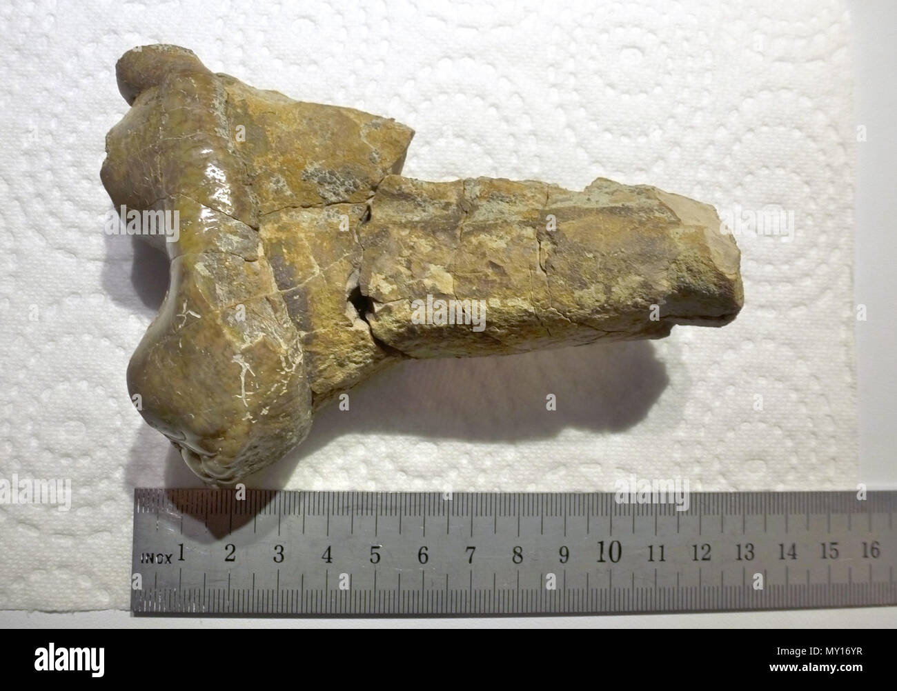 Eingereicht - Undatiert: Bild mit der molaren - von der einzelnen Fragmente rekonstruiert - eines primitiven Elefant Millionen Jahre alt sind. Dieser Elefant, von dem aus die Erkenntnisse aus der Region Vorarlberg in Österreich stammen, wird gedacht, mehr als 15 Millionen Jahren gelebt zu haben, als ein subtropisches Klima noch in der Region regierte. Foto: Erich Riedisser-Wegner/-/dpa Stockfoto
