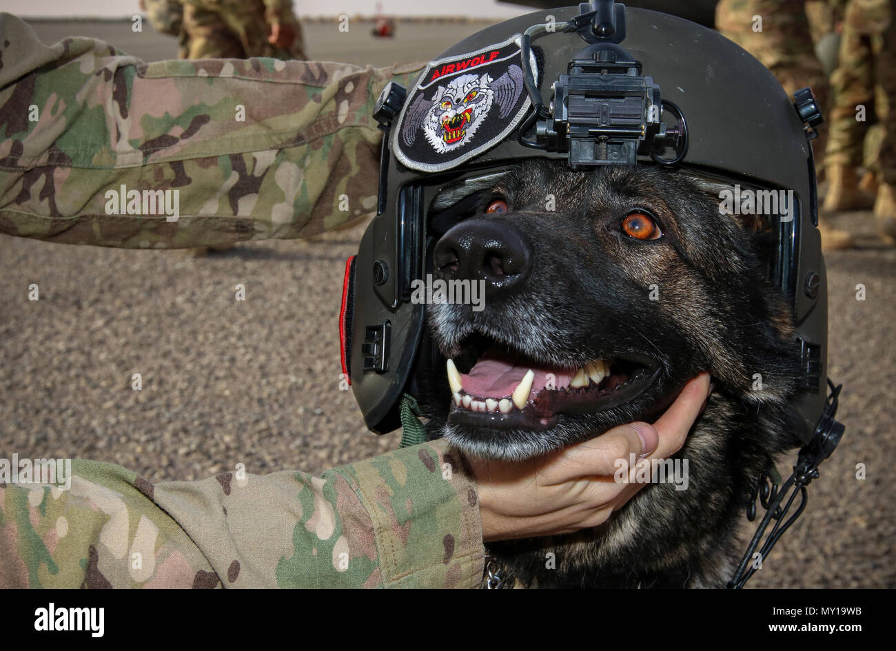 Lara, eine militärische Gebrauchshund, trägt einen Helm während eines Fluges in einem medizinischen Wahrnehmung, dass die US-Army Central medical Soldaten mit einem Hands-on-Trainings Möglichkeit, Dez. 19, 2016 im Camp Arifjan, Kuwait. USARCENT medizinische Soldaten aus Kuwait mit Militär ausgebildeten Hunden für Szenarios, in denen Hunde Behandlung auf dem Schlachtfeld vorzubereiten. (U.S. Armee Foto von Sgt. Angela Lorden) Stockfoto