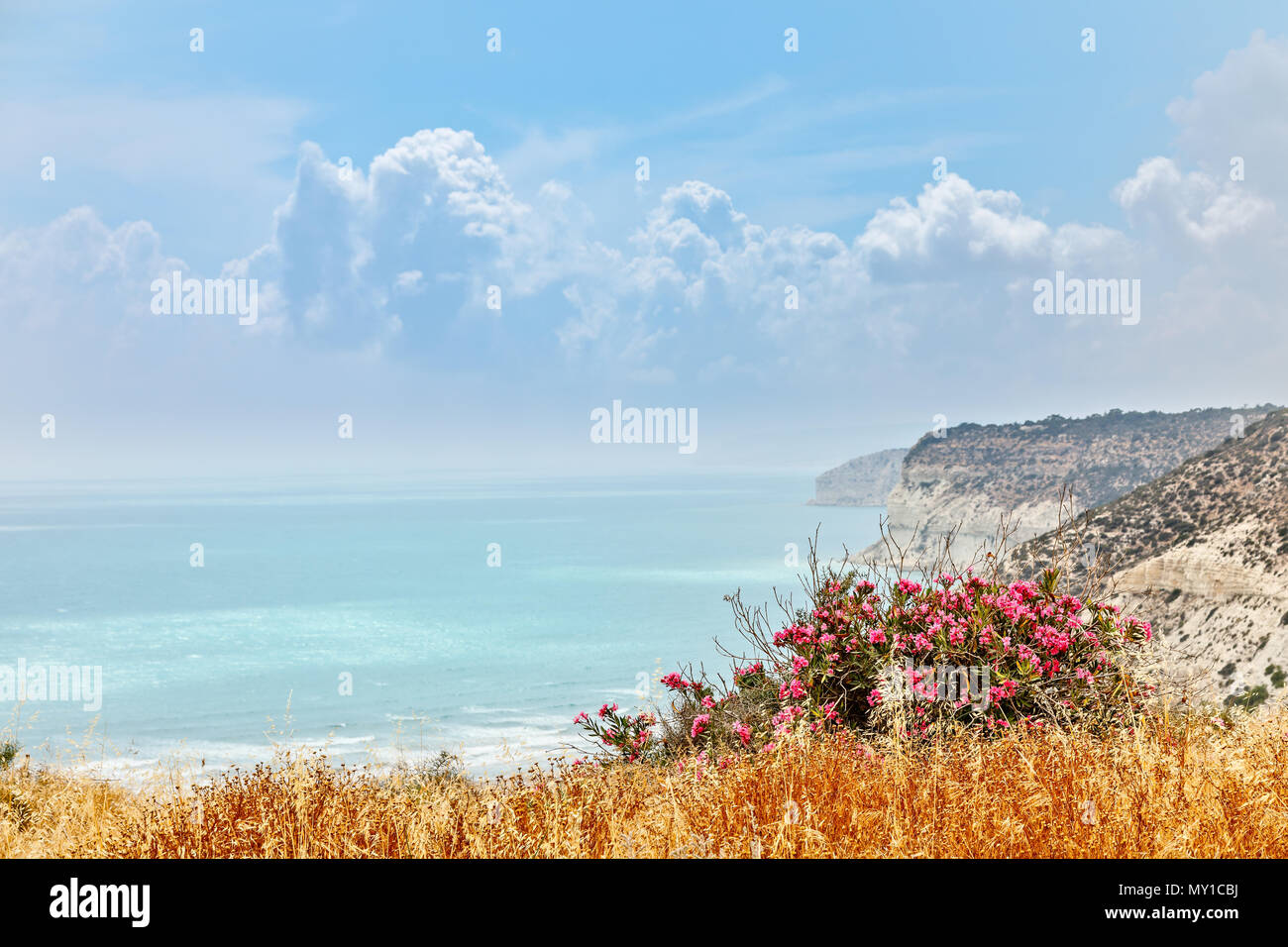 Felsige Klippen von kurion Strand mit Wolken und rote Blumen im Vordergrund, Limassol, Zypern Stockfoto