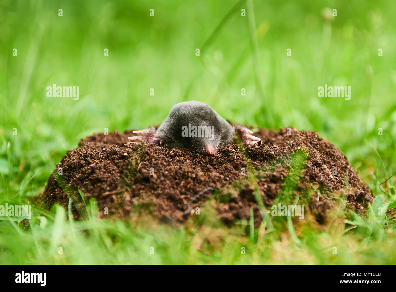 In der Nähe der Mole im Garten. Talpa europaea, kriechen aus braunen Maulwurfshügel, grünen Rasen Hintergrund. Selektiver Fokus Stockfoto