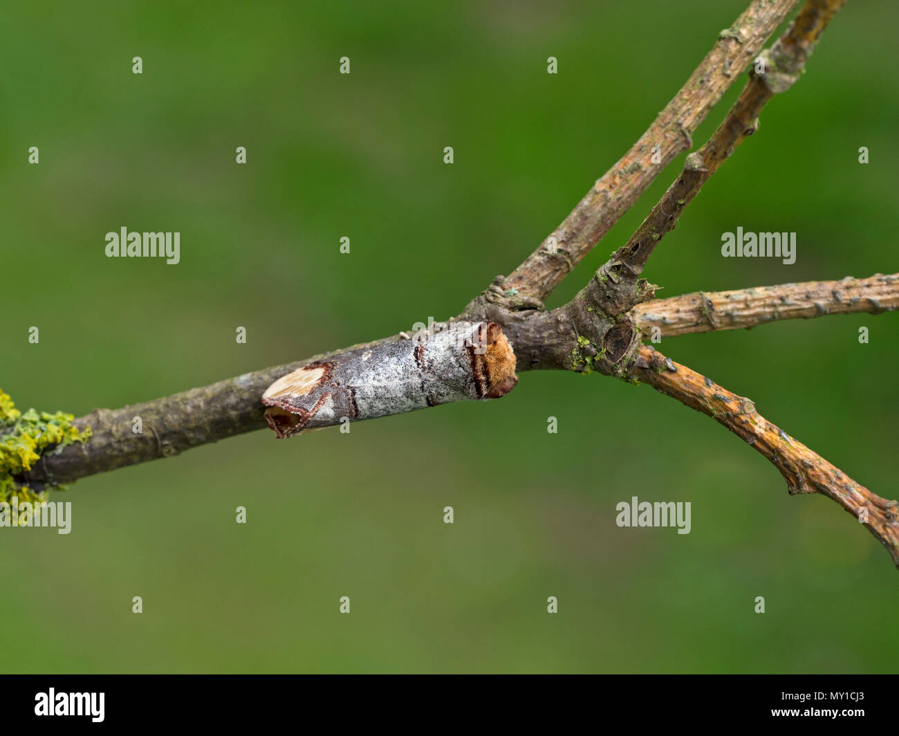 Buff-tipp Motte Phalera bucephala ruhen Stockfoto