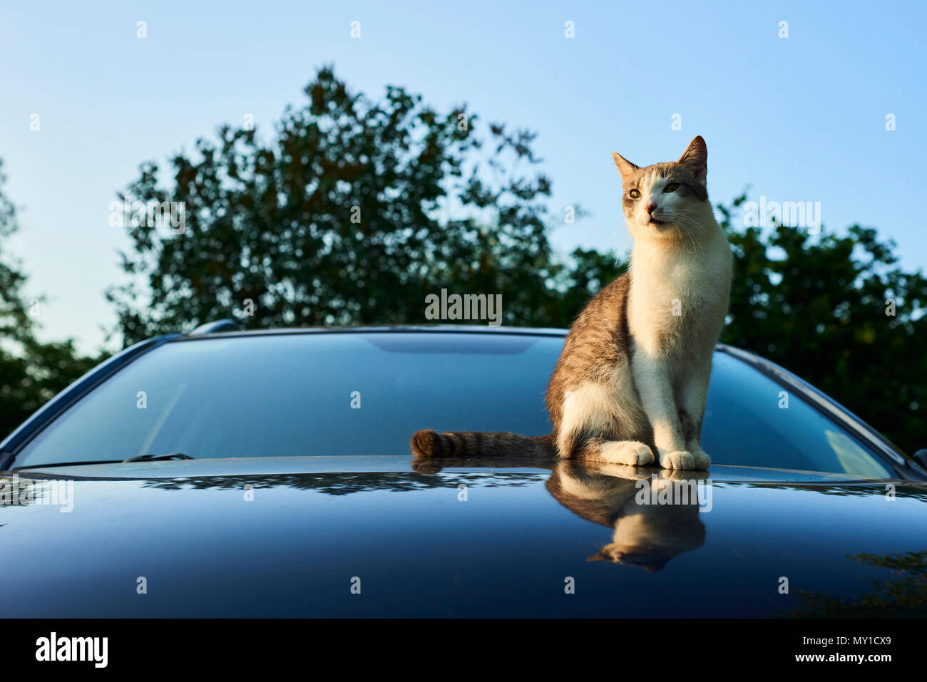 Katze Sonnenuntergang, während er auf dem Auto Stockfoto