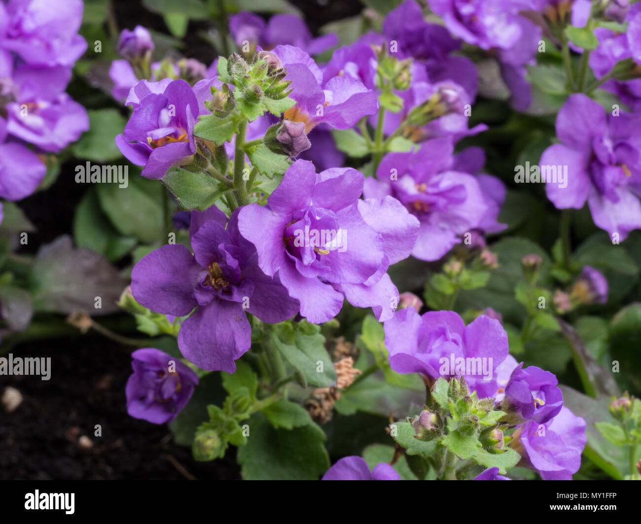 Nahaufnahme von einer Gruppe von Blumen der Bacopa scopia Indigo Blau Stockfoto