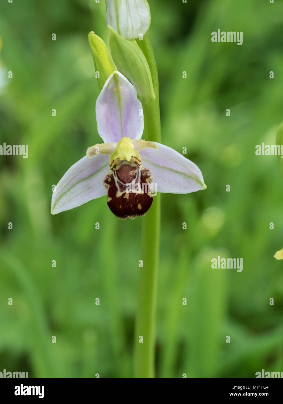 Eine Nahaufnahme von einer einzigen Blume eines Bienen-ragwurz Ophrys apifera Stockfoto