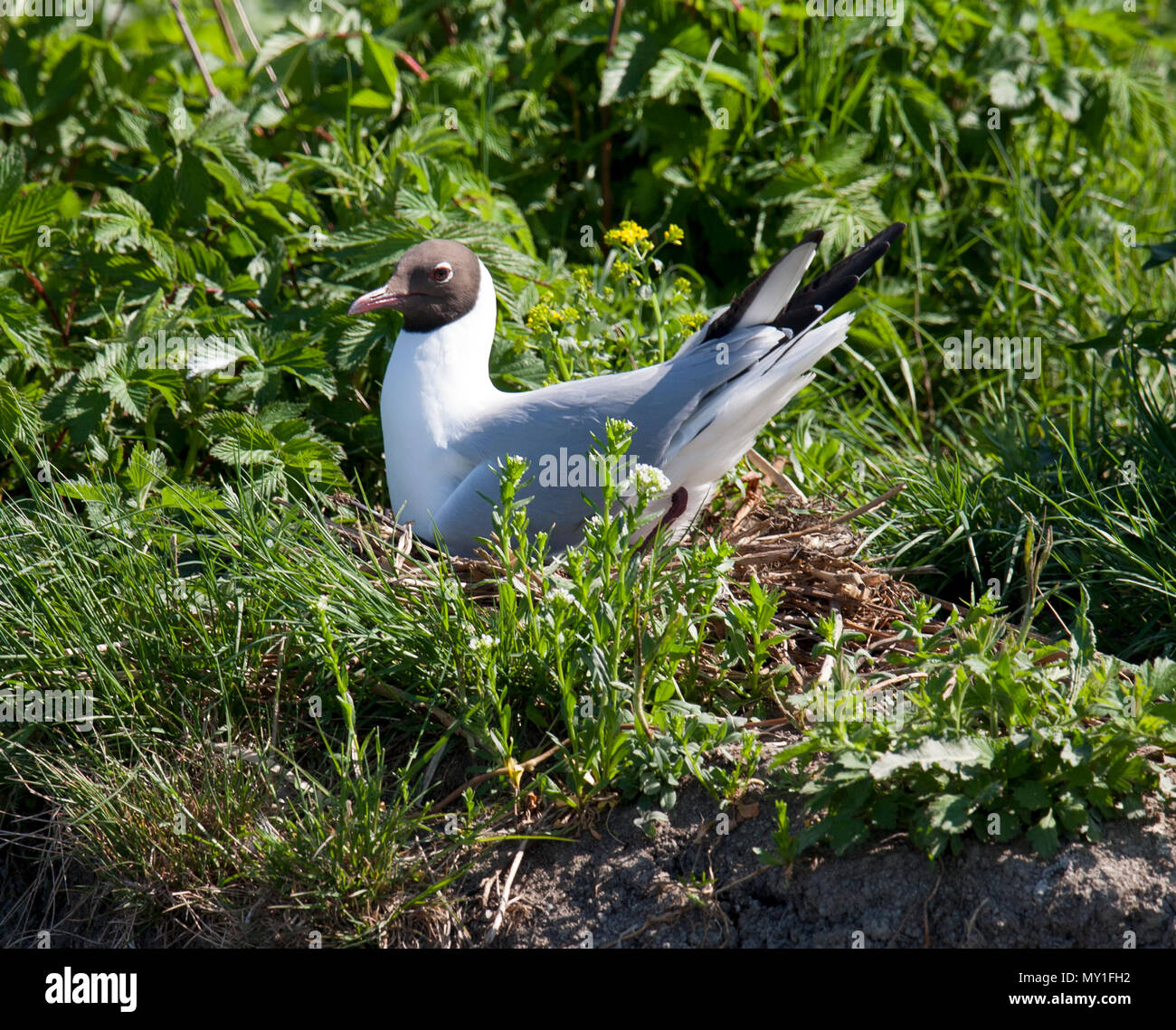 Schwarze Leitung GULL 2018 Stockfoto
