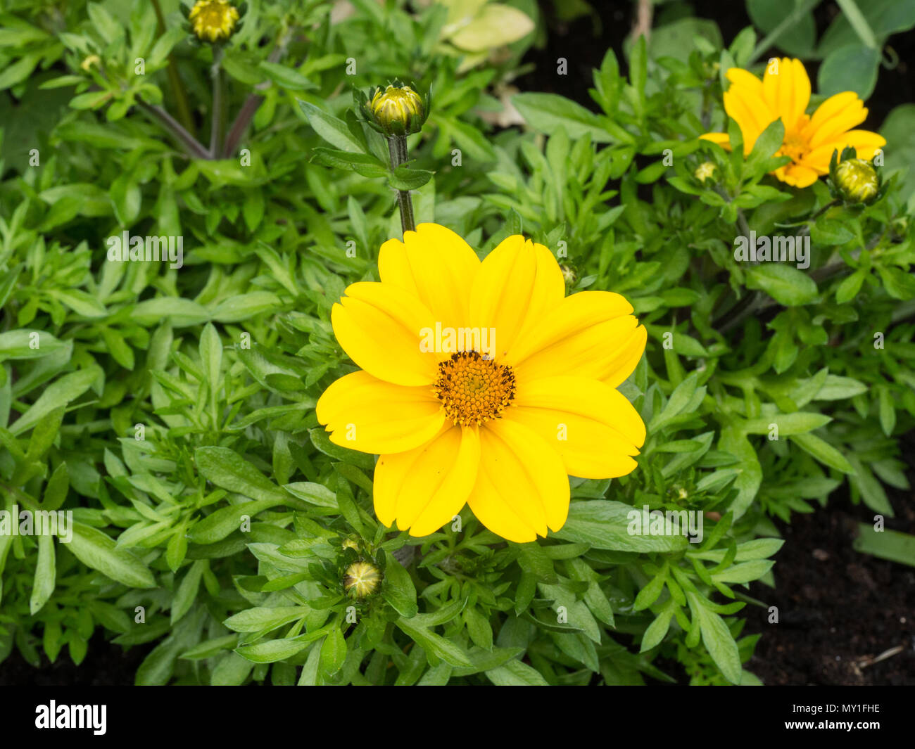 Nahaufnahme der helle gelbe daisy flower von Bidens Rockstar Stockfoto