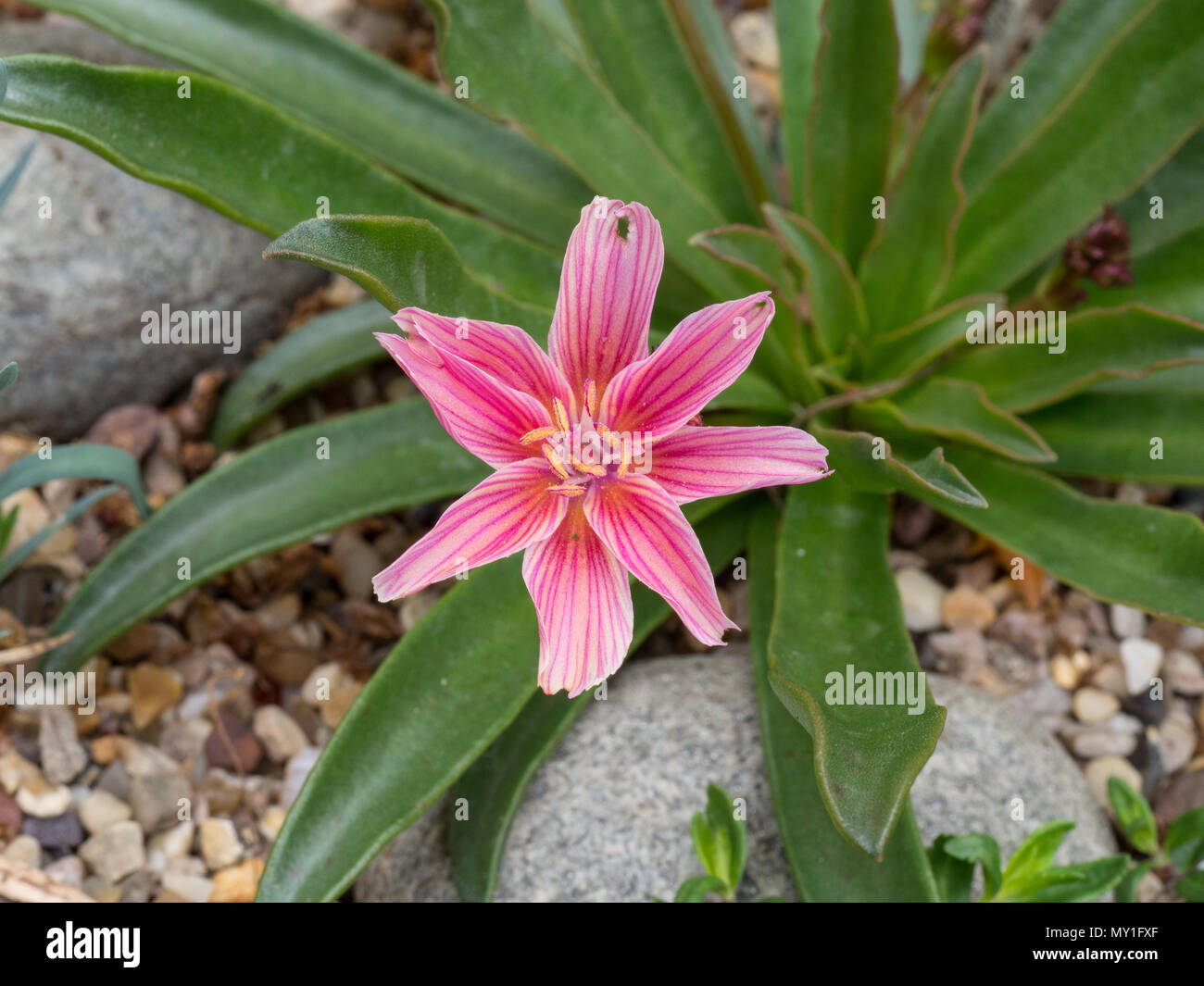 Eine Nahaufnahme von einer einzigen Blume des Lewisia wenig Pflaume Stockfoto