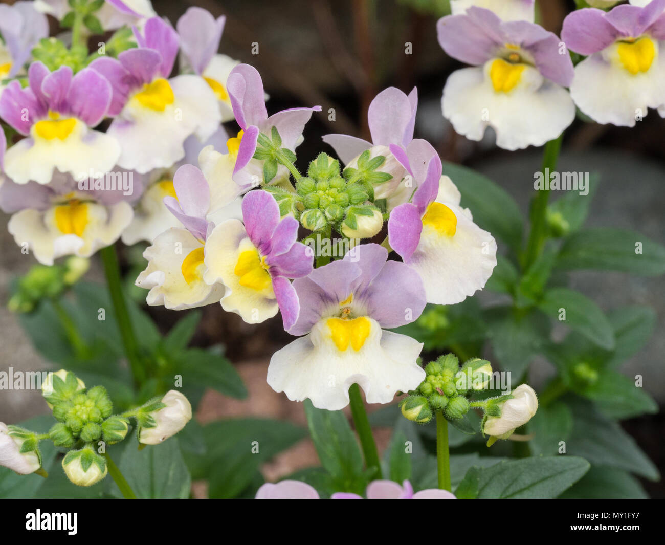 Nahaufnahme der Blumen von nemesia Bicolor Stockfoto