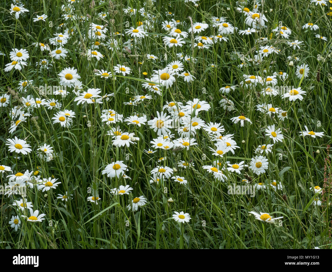 Margeriten wachsende Bereitstellung von Juni Farbe in einem wildflower Meadow Stockfoto