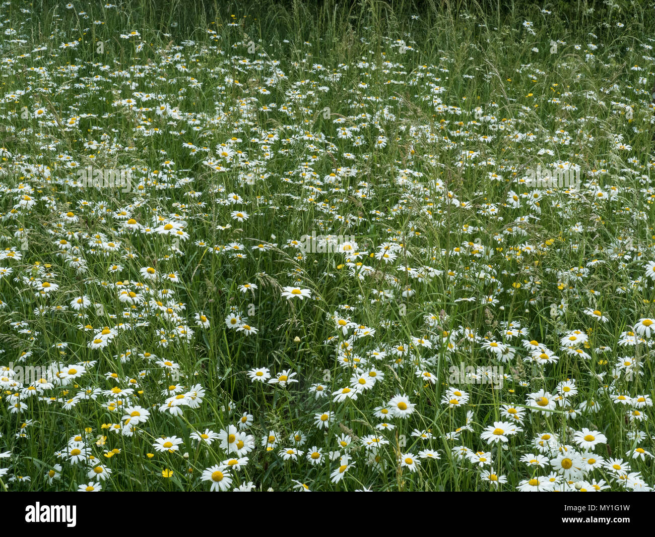 Margeriten wachsende Bereitstellung von Juni Farbe in einem wildflower Meadow Stockfoto
