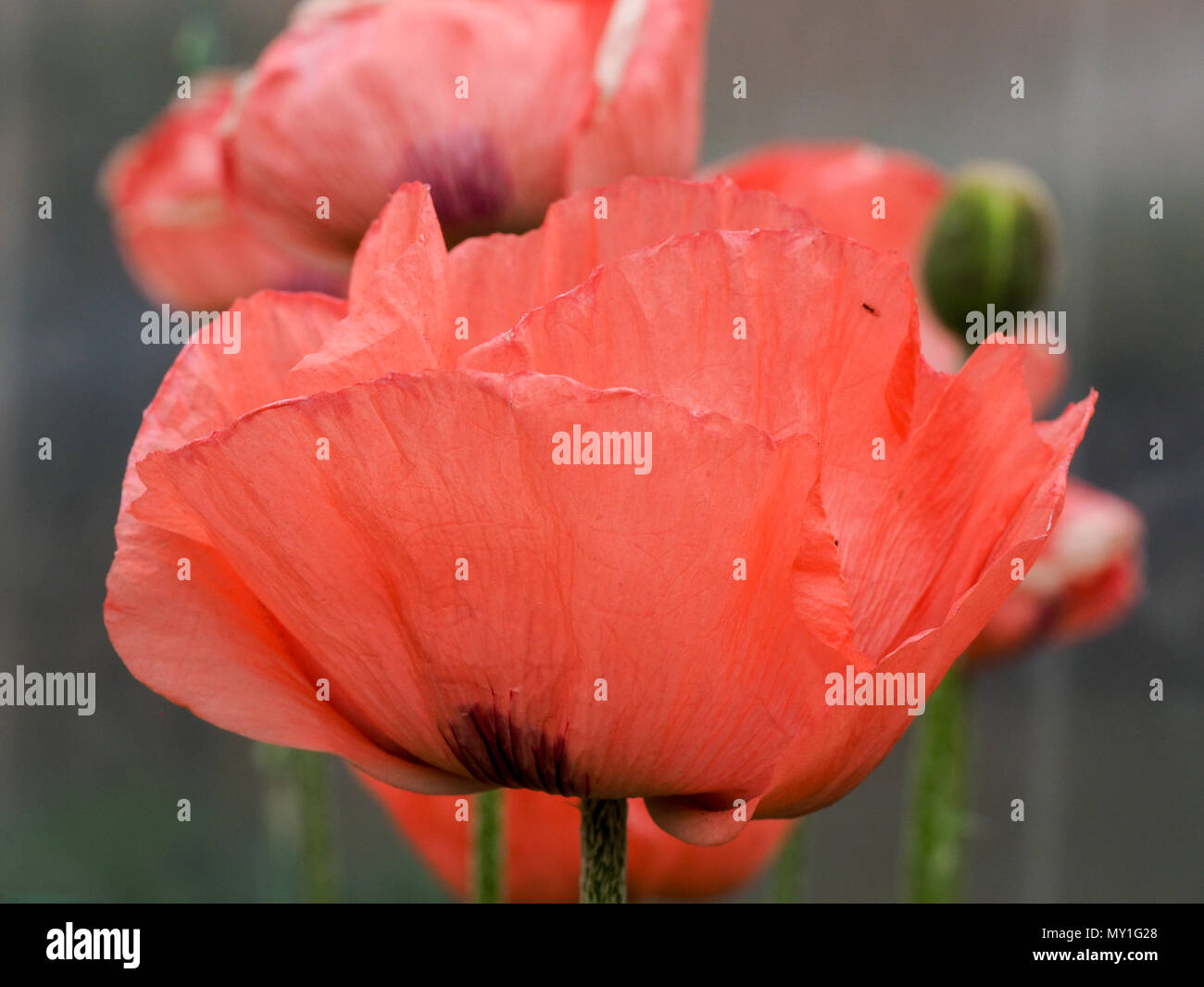 Eine Nahaufnahme von einem einzigen rosa Blume der Mohn Fruit Punch Stockfoto