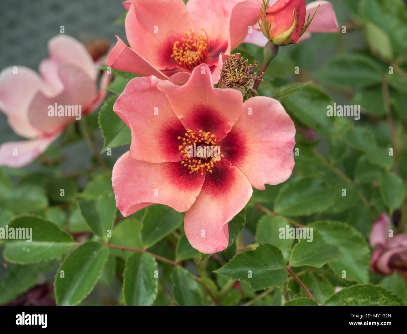 Eine Nahaufnahme von einer einzigen Blume Rose ihre Augen nur Stockfoto