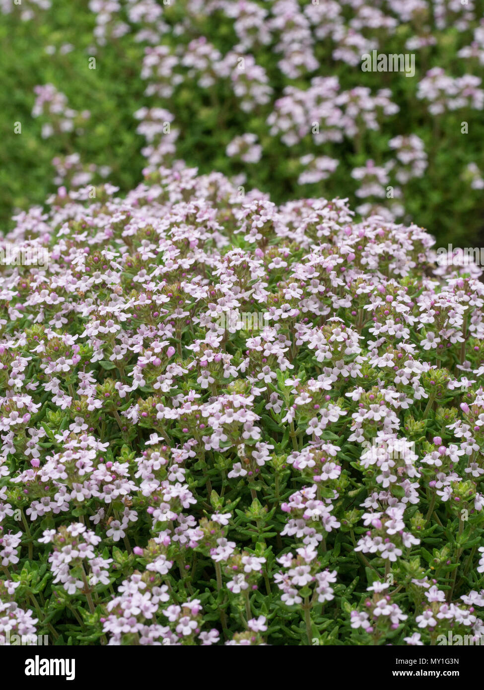 Ein Hochformat einer blühenden Hecke von Thymian Stockfoto