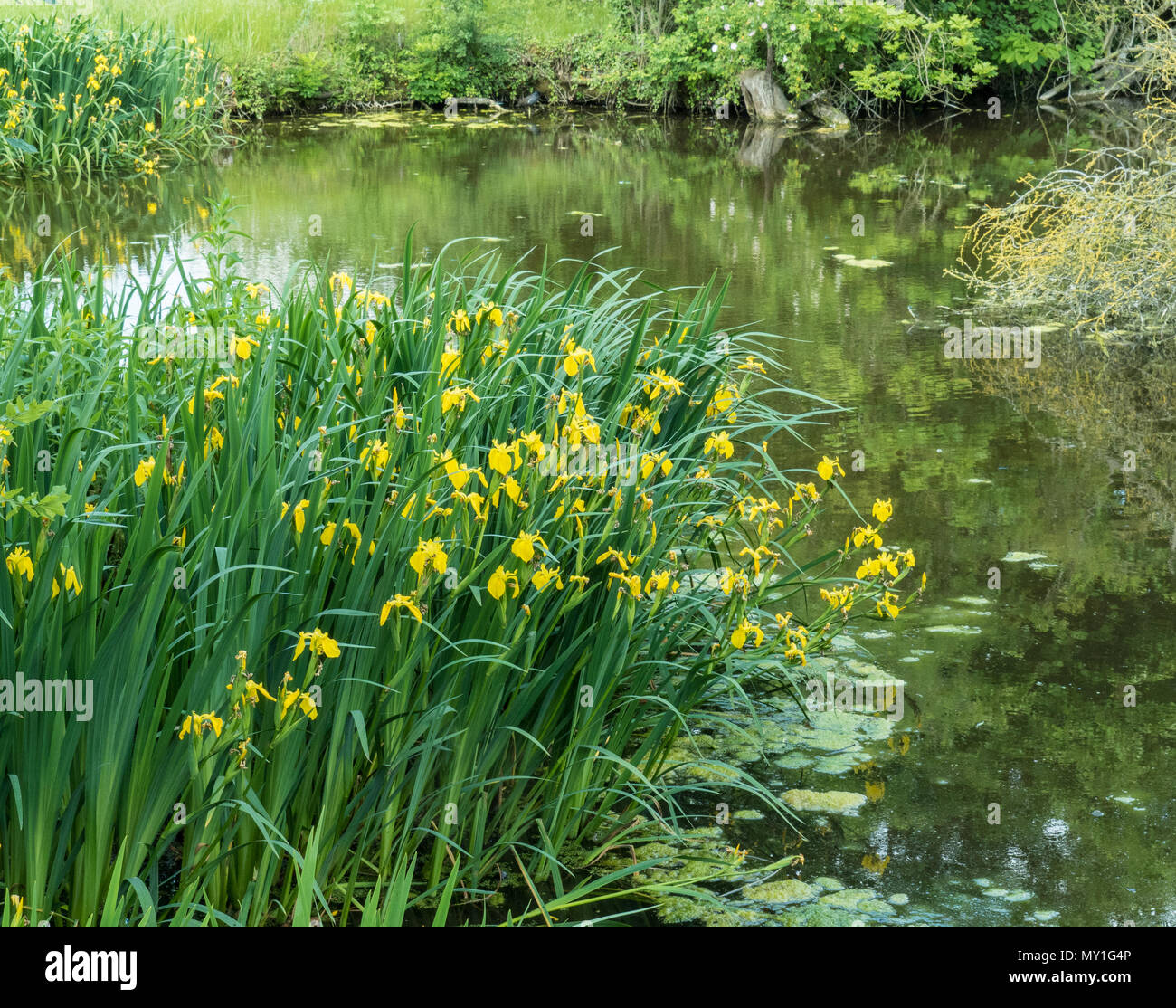 Ein großer Patch der gelben Flagge iris wachsenden am Rand einer natürlichen Teich Stockfoto