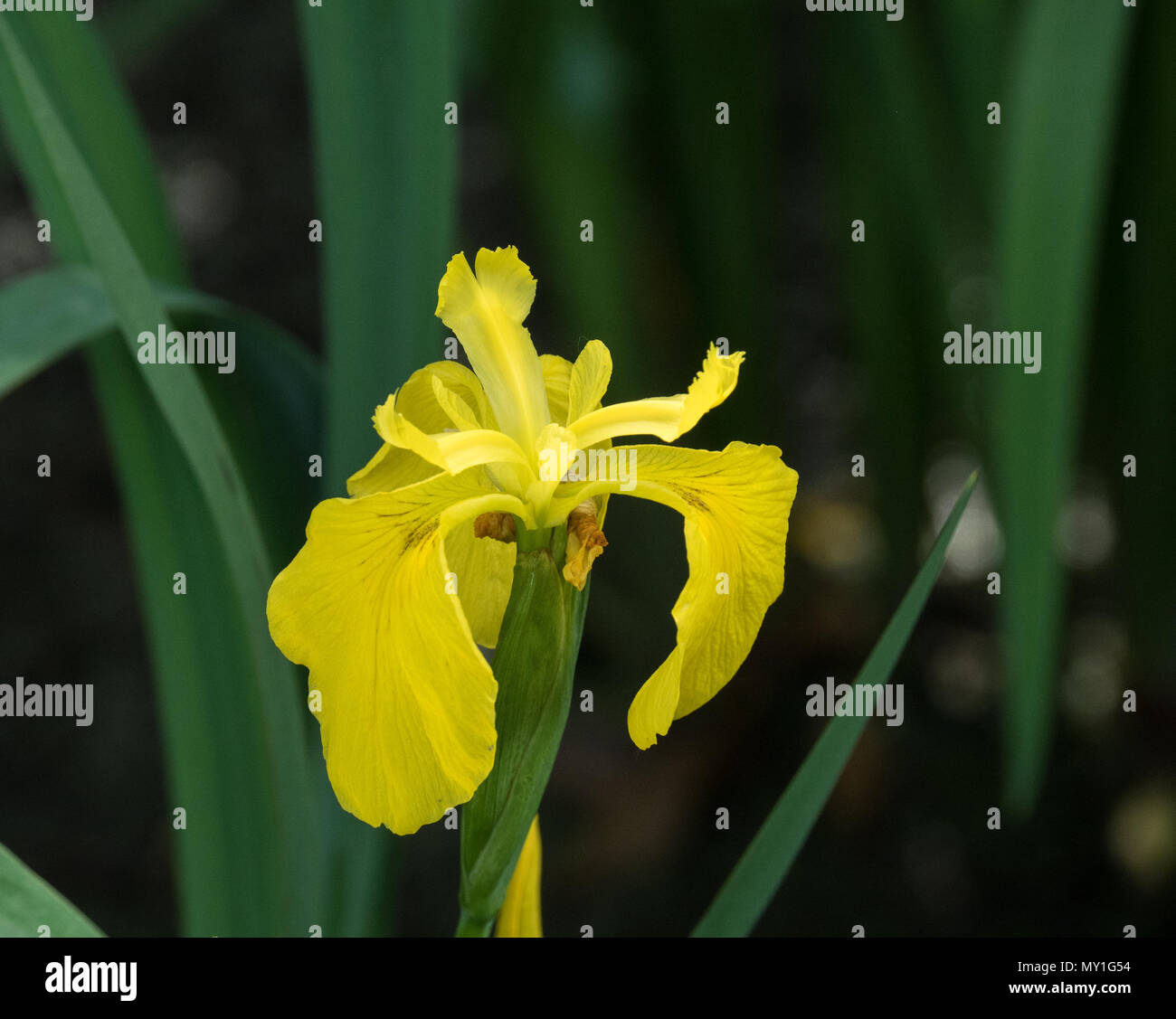 Nahaufnahme von einer einzigen Blume der gelbe Iris Iris pseudacorus Stockfoto
