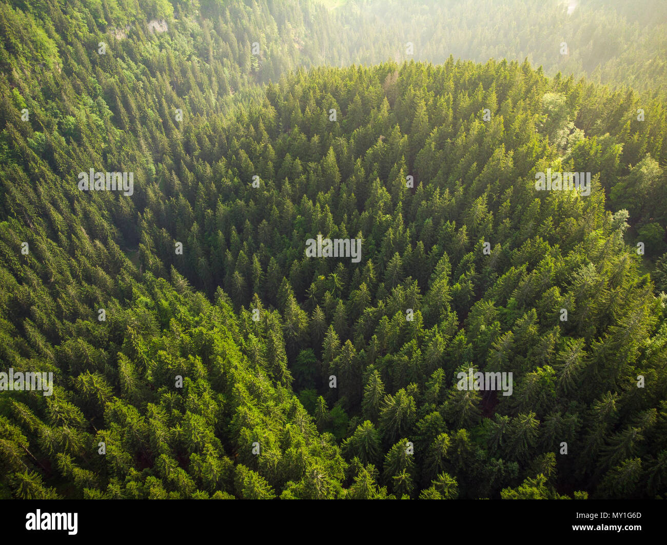 Sonnenaufgang über Wald in den Julischen Alpen, Slowenien, drone Ansicht. Stockfoto
