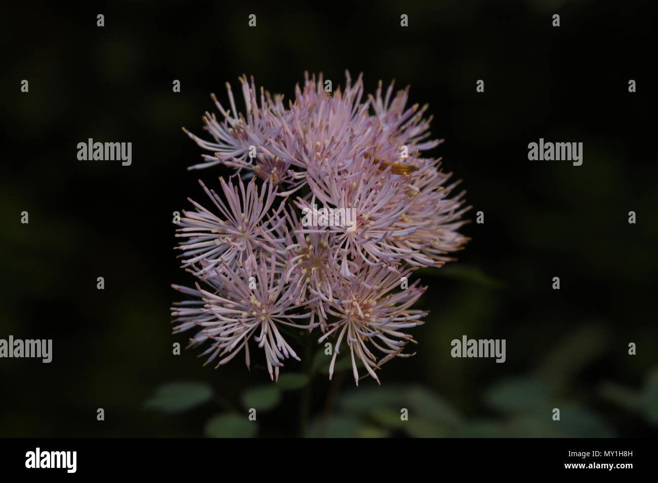 Nahaufnahme, Blumen von Thalictrum aquilegifolium mit dunklen Hintergrund Stockfoto