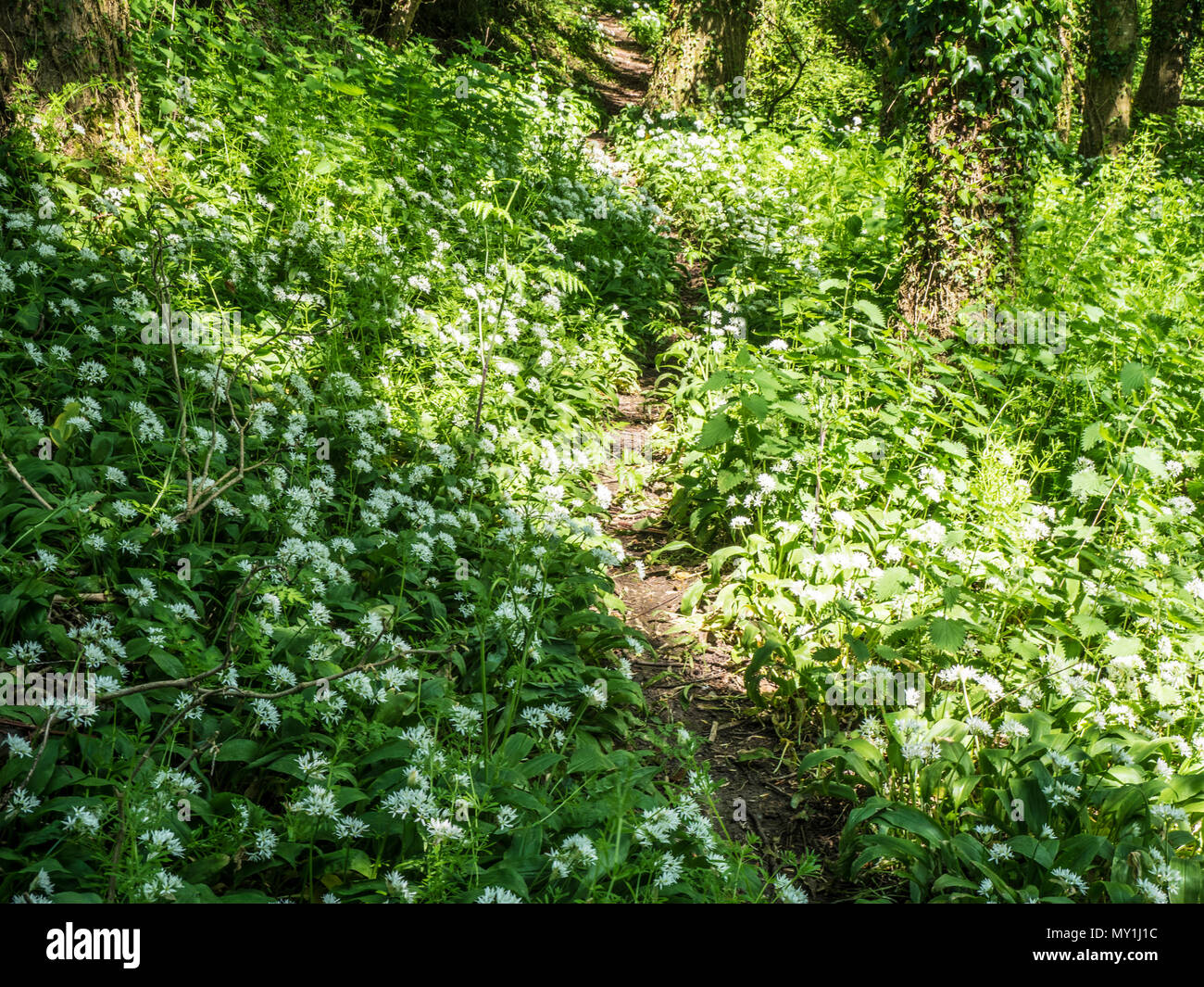 Ein schmaler Pfad durch den wilden Knoblauch und Bärlauch in Blume in einem Wiltshire Holz. Stockfoto